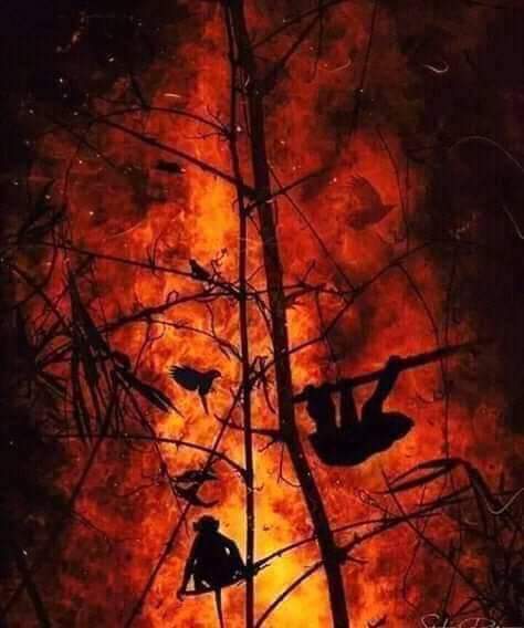 The Amazon is burning