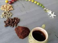 The life cycle of coffee