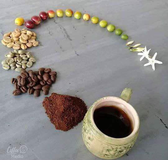 The life cycle of coffee