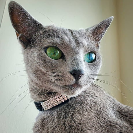 Cat eyes, just perfect!