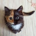 The real two face