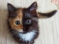 The real two face
