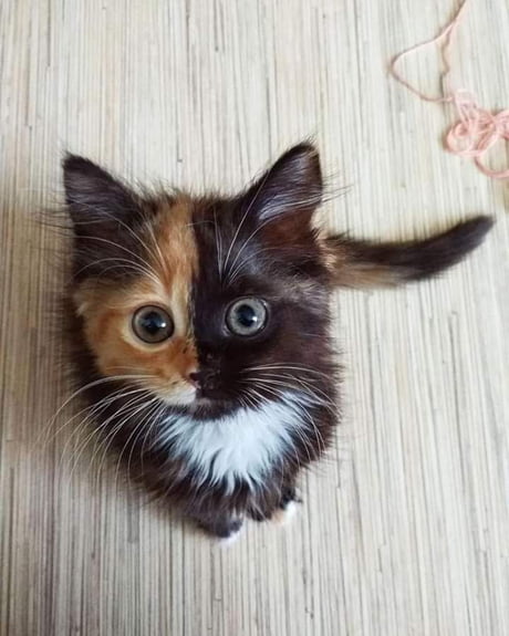 The real two face