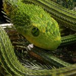 Slithering-Emerald-Snake