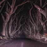 The-Dark-Forest-Northern-Ireland
