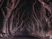 The-Dark-Forest-Northern-Ireland