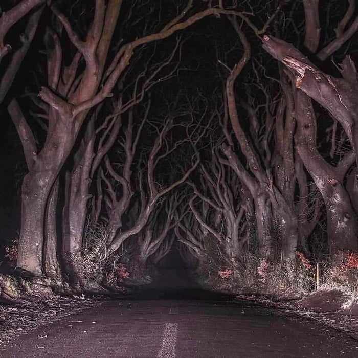 The-Dark-Forest-Northern-Ireland