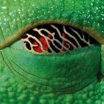 The eye of a red-eyed tree frog