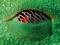 The eye of a red-eyed tree frog