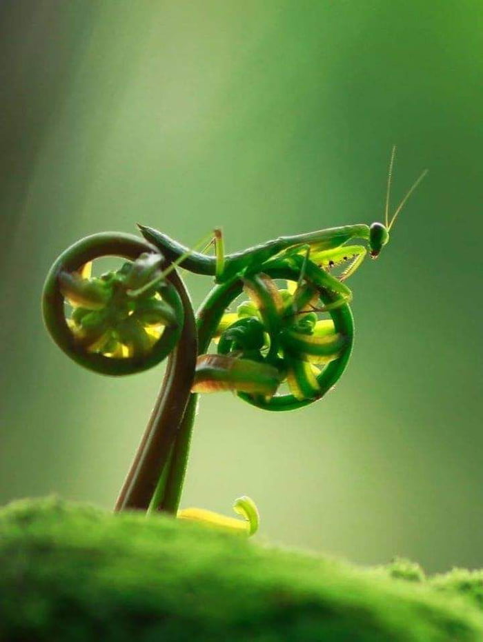 Look like a motobike
