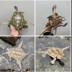 My squirtle evolved