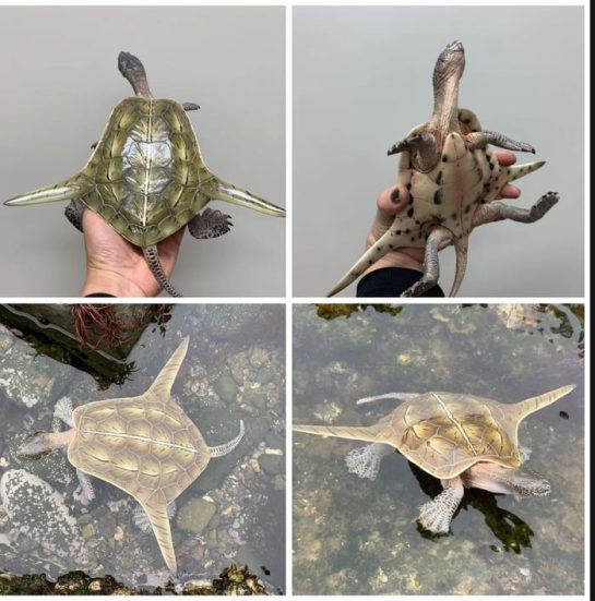 My squirtle evolved