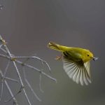 Wood warbler feed on mosquitoes