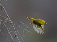 Wood warbler feed on mosquitoes