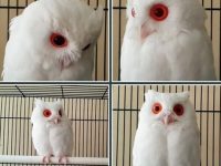 Albino Screech Owl