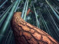 A lone pine tree sneaking through a bamboo forest in Gochang, South Korea