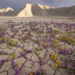 Atacama Desert