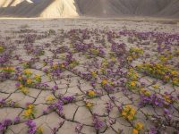 Atacama Desert