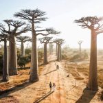 Avenue of the Baobabs, Madagascar
