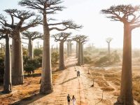Avenue of the Baobabs, Madagascar