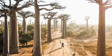 Avenue of the Baobabs, Madagascar