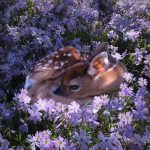 Beautiful gazelle