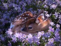 Beautiful gazelle