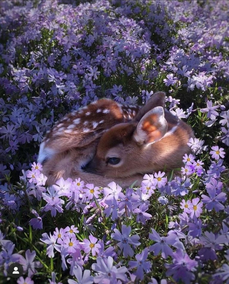 Beautiful gazelle