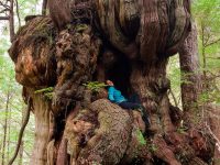 Canada's largest tree