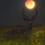 Deer of Moon