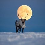 Full Moon