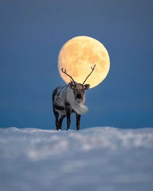 Full Moon
