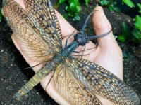 Giant Chinese Dobson Fly