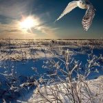 Great shot of a snowy owl.