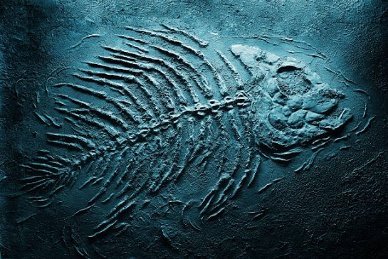 Humans and the Sixth Extinction