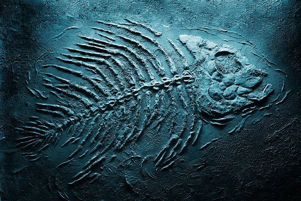 Humans and the Sixth Extinction