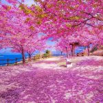 Kawazu cherry blossoms in Yamaguchi prefecture