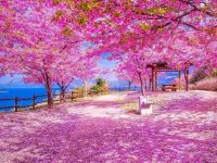 Kawazu cherry blossoms in Yamaguchi prefecture
