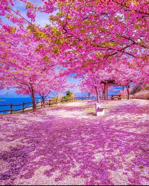 Kawazu cherry blossoms in Yamaguchi prefecture