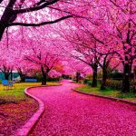Kyoto ,Japan