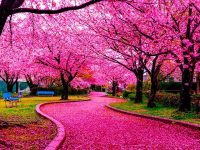 Kyoto ,Japan