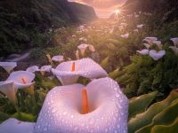 Lovely sunrise, Big Sur, California