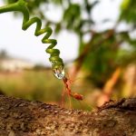 ant drinking water
