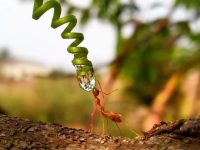 ant drinking water