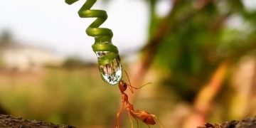 ant drinking water
