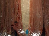 Sequoia National Park