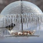 Someone captured a little bird under an 'ice umbrella'