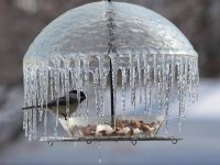 Someone captured a little bird under an 'ice umbrella'