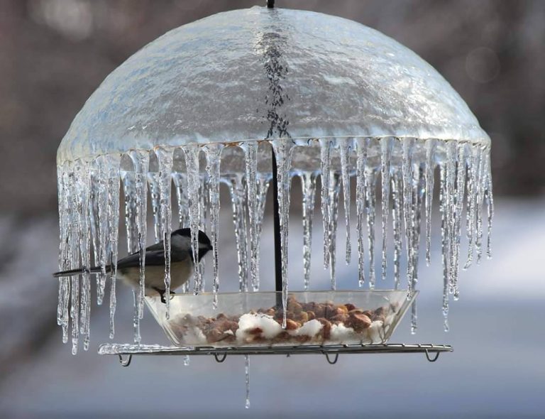 Someone captured a little bird under an 'ice umbrella'
