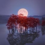The beauty of the cypress trees and the full moon